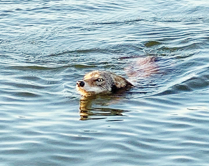 Coyote swims at Buggs Island